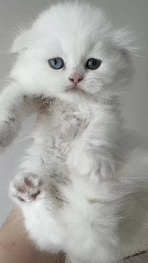 Scottish Fold Odd Eyes Yavrumuz