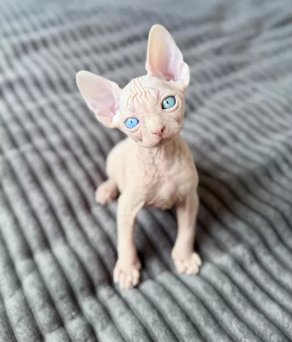 Odd Eyes 0 Tüy Lekesiz Pembe Yavru Sfenks