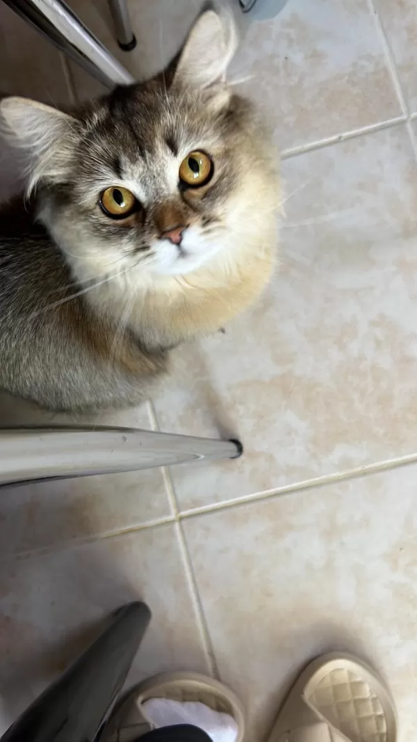 9 Aylık Çok Cana Yakın Sakin Ücretsiz Kedimiz Sadece Aileye