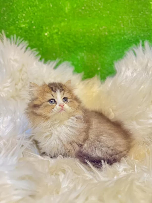 Golden Bicolor British Longhair Yavrumuz