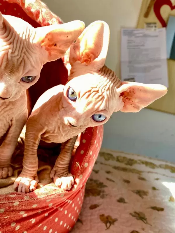 2 Dişi Ve 2 Erkek Odd Eyes Mavi Göz Sfenks