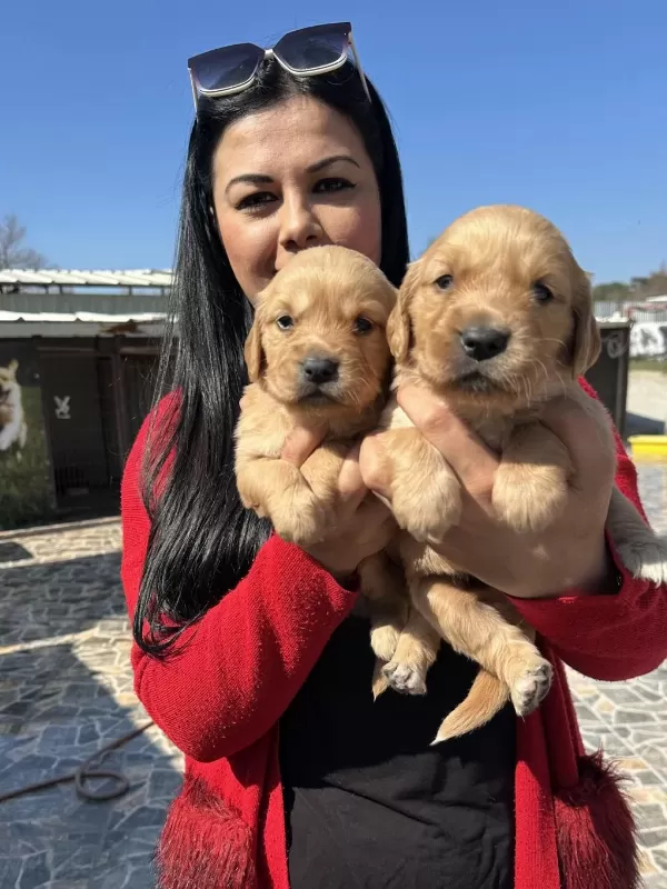 Bebek Yüz Golden Retriever Yavrularım