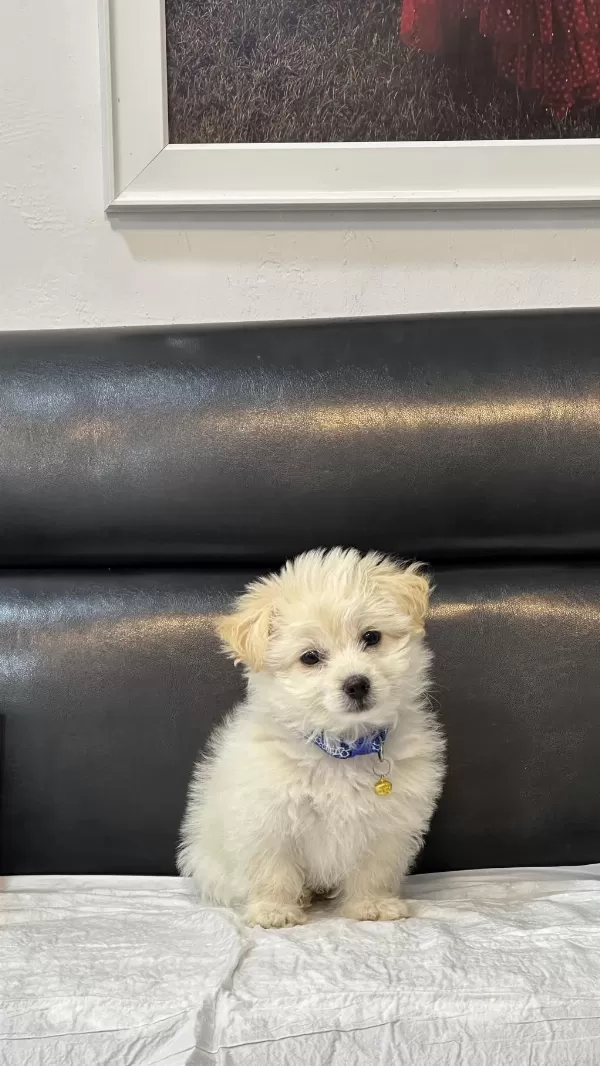 0 Numara Maltese Terrier
