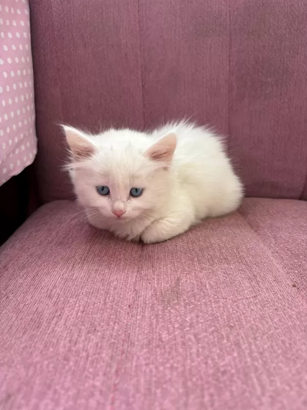 British Longhair Bebeklerimiz