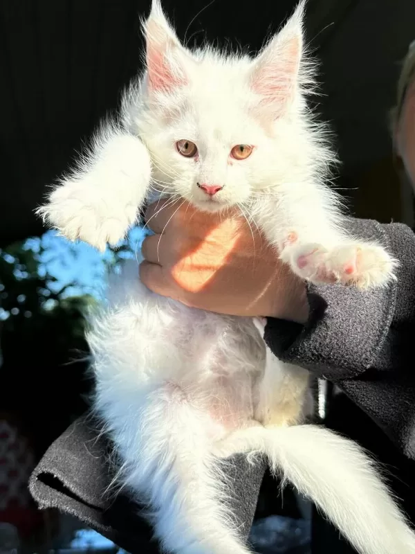 Saf Kan Xl Beyaz Aslan Maine Coon Yavruları