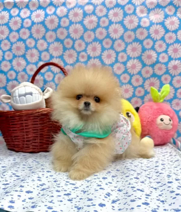 Safkan Pomeranian Boo Yavrularımız