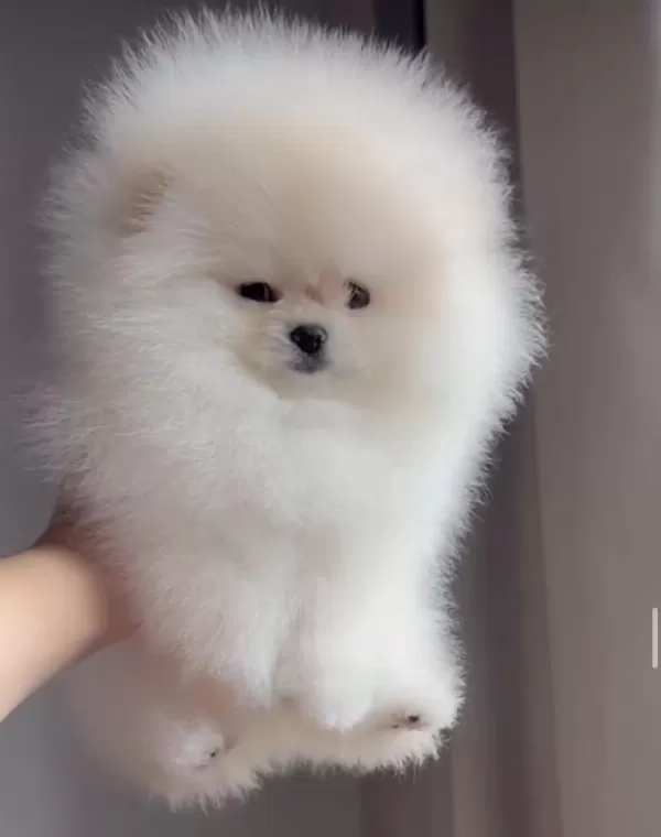 İrk Ve Sağlık Garantili Pomeranian Boo Yavrular