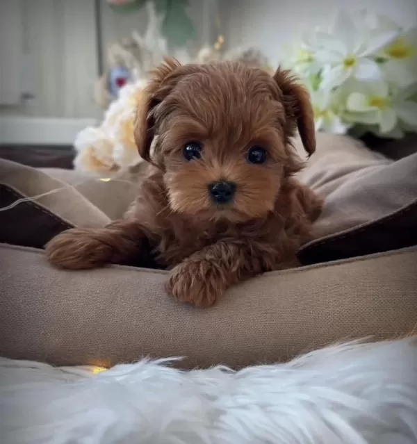 Teacup Kore Maltipoo Yavrular