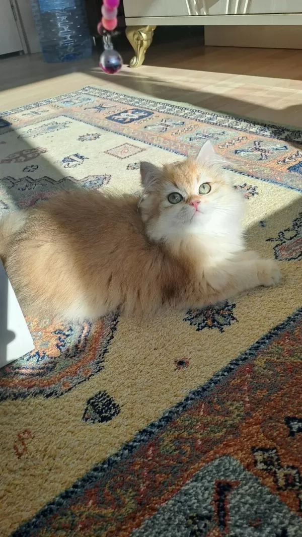 British Longhair Golden Dişi Yavru