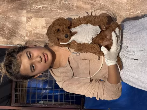 Standart Poodle Çok Şeker Yavrularım