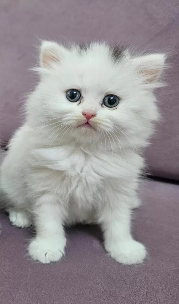 British Longhair Yavrumuz