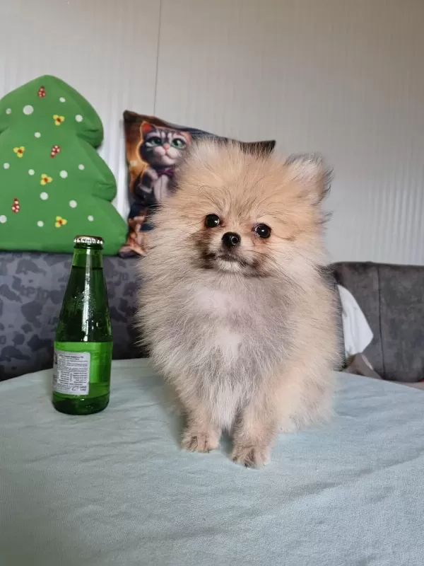 Boy İrk Kg Garantili Anne Baba Yanından Pomeranian