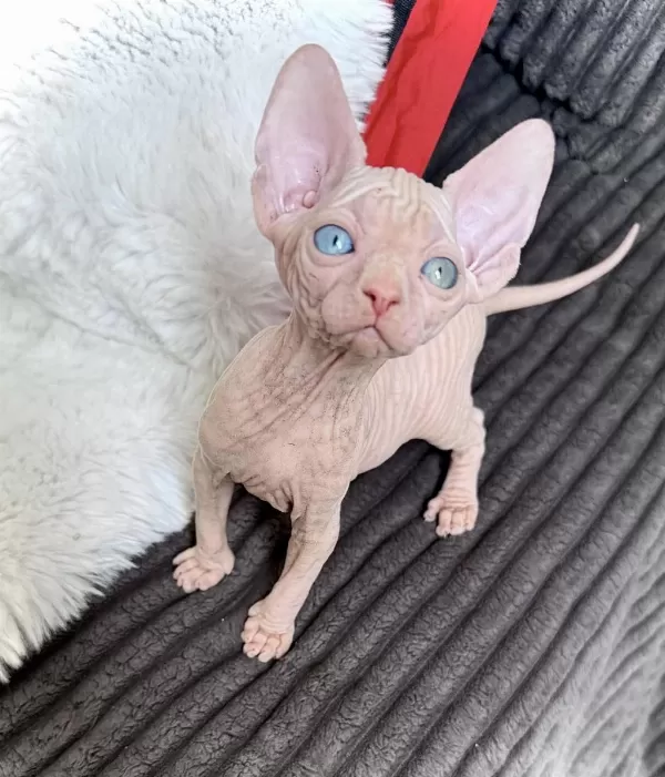 Odd Eyes 0 Tüy Lekesiz Pembe Yavru Sfenks