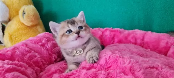 Golden British Shorthair Yavrularımız Hazır