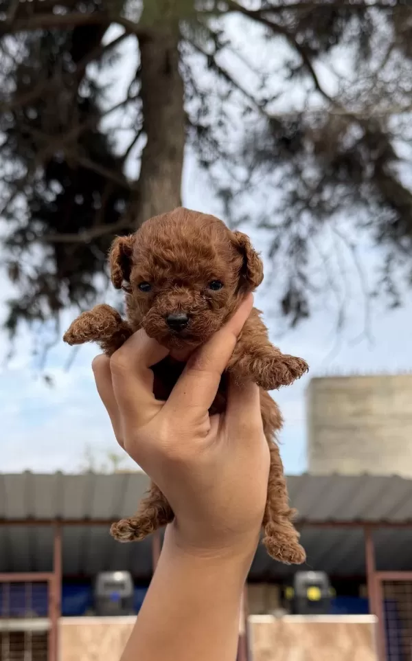Sevimli Kore Popdle Yavrularımız