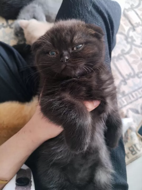 Scottish Fold Yavruları
