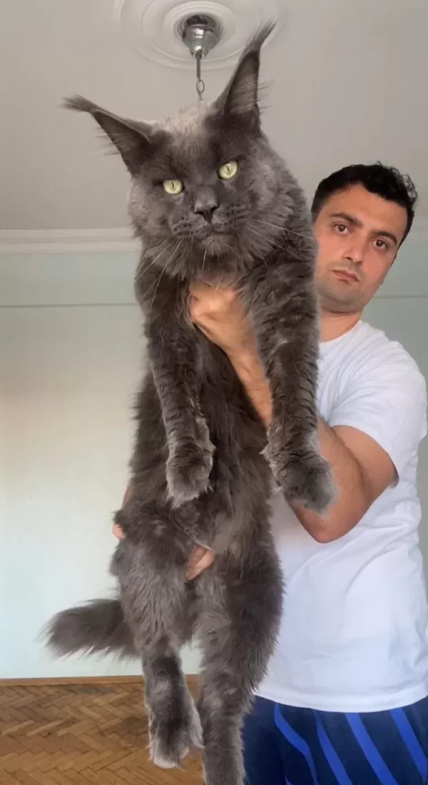 Dev Xxxl Kan Maine Coon Yavrular