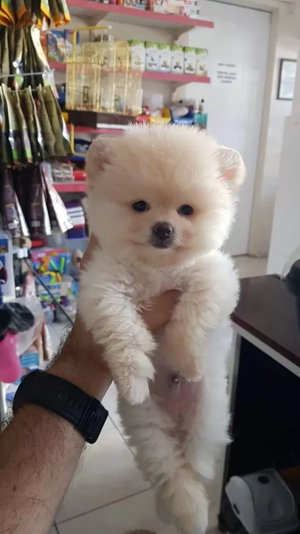 Ruhsatlı Resmi İşletmeden Taksit Avantajıyla Pomeranian