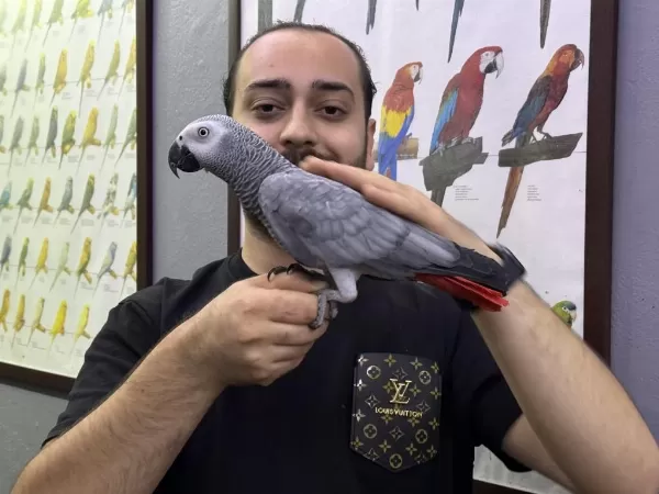 Jumbo Boy 200 Kelime Konuşan Jako Papağanimiz
