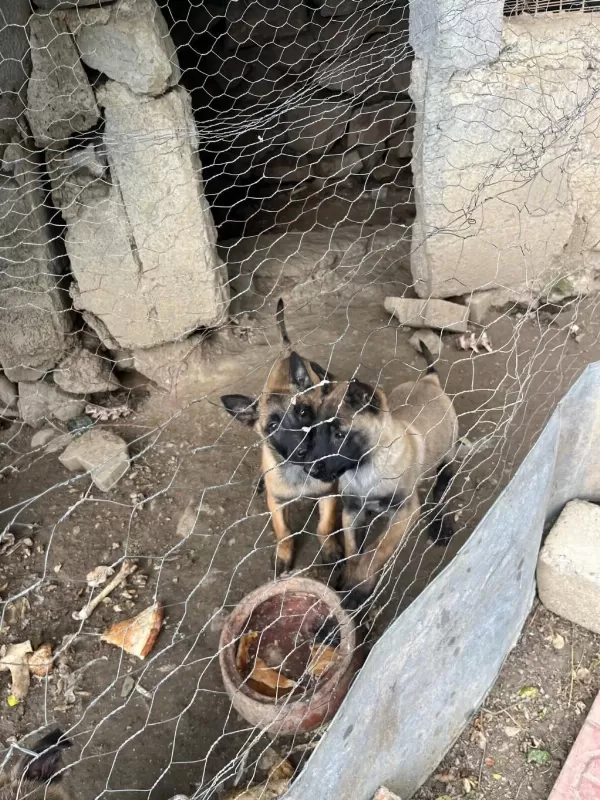 Sağlıklı Belçika Kurdumuz