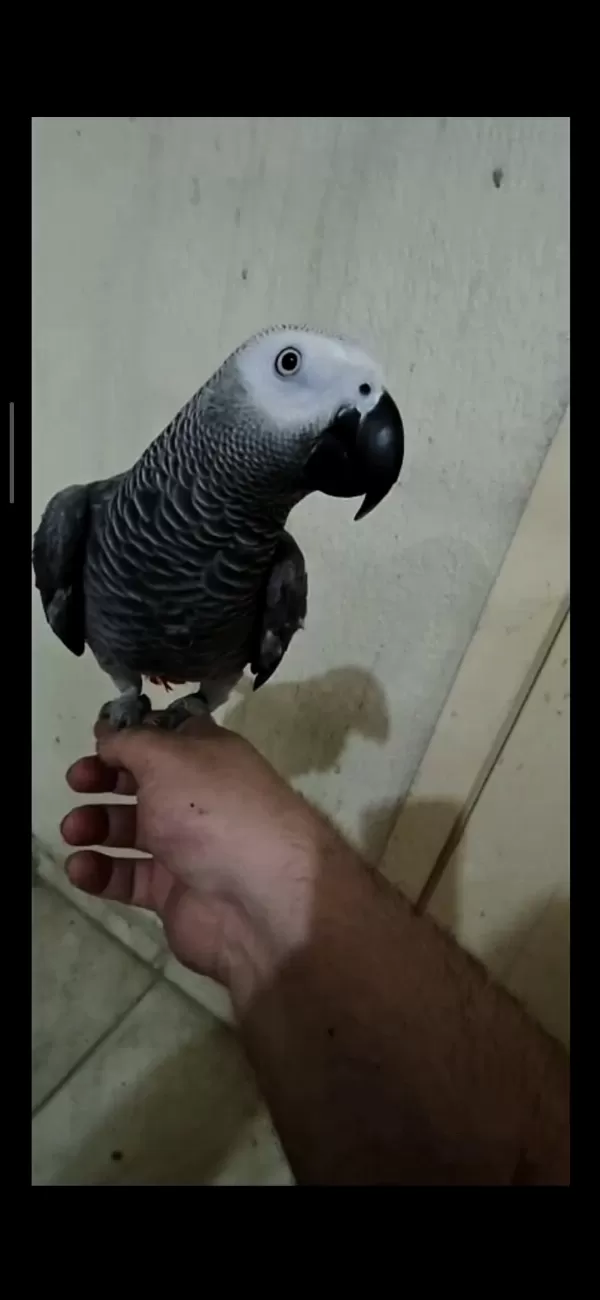 Full Evcil Jako Papağanı