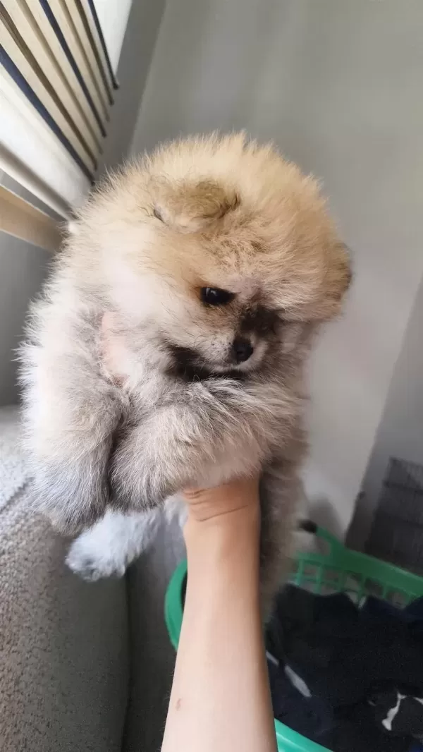 Pomeranian Boo Üst Kalite Tea Cup Dişi Ve Erkek