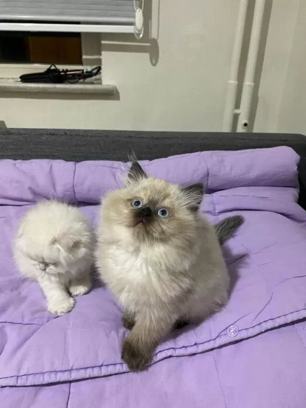 British Longhair Kedimiz
