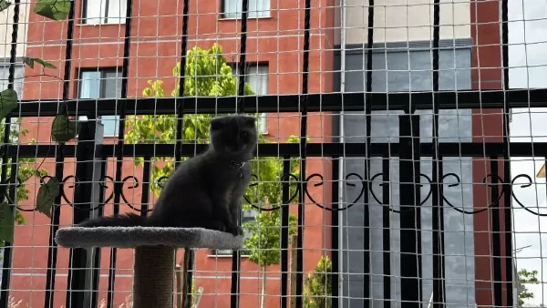 Scottish Fold Erkek Kedimiz Sahiplenilmeyi Bekliyor