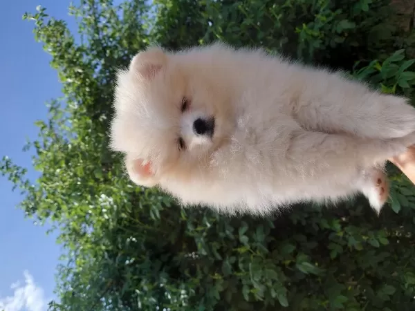 Pomeranian Boo 70 Günlük
