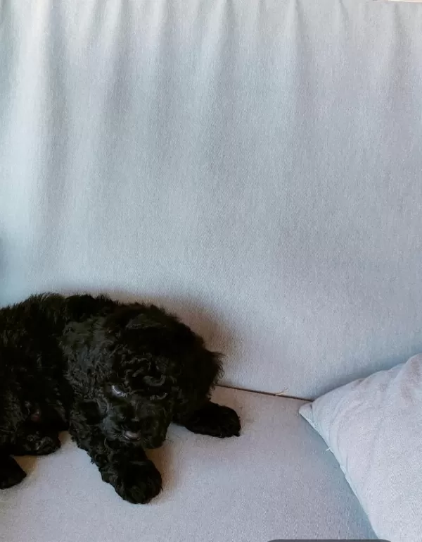 Bitter Çikolatalı Poodle