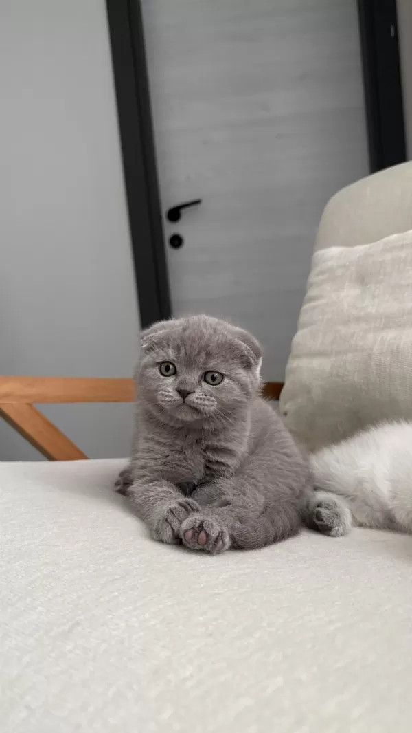 Scottish Fold Kedisi 55 Günlük
