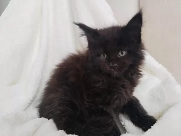 Xxxl Maine Coon Üst Kaliteli Dişi