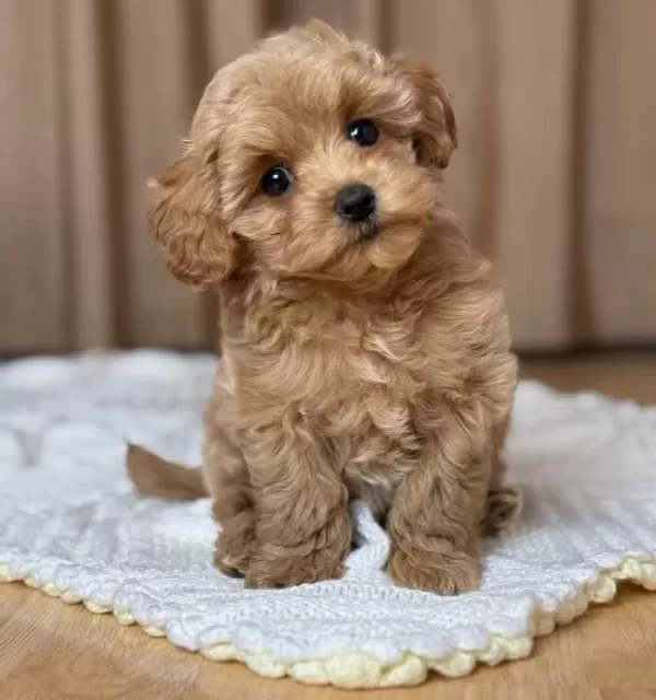 Kahve Tonlu Maltipoo Cinsi Yavrular