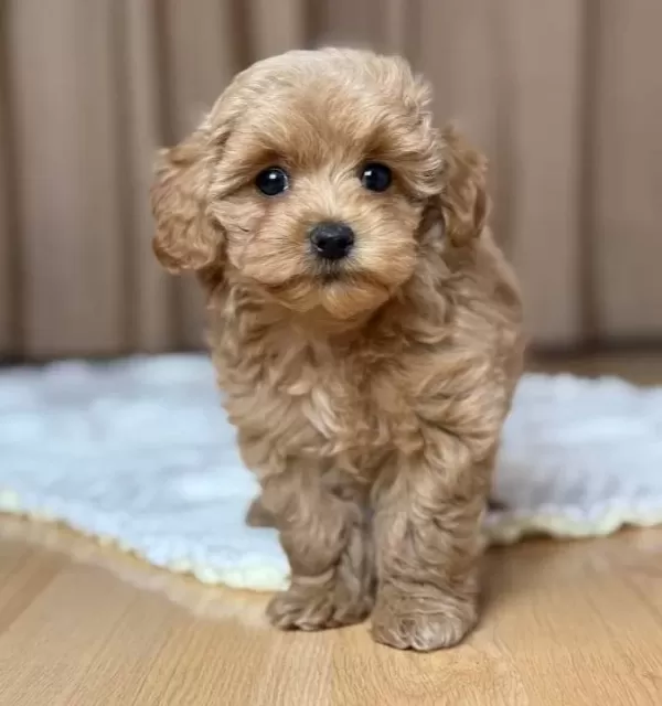 Kahve Tonlu Maltipoo Cinsi Yavrular
