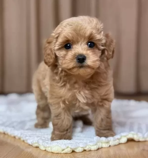 Kahve Tonlu Maltipoo Cinsi Yavrular