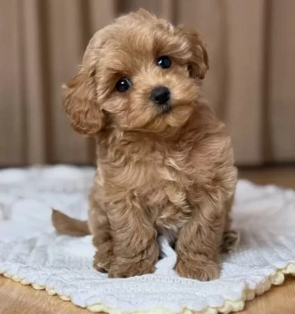 Kahve Tonlu Maltipoo Cinsi Yavrular