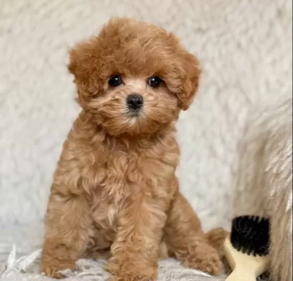 Kahve Tonlu Maltipoo Cinsi Yavrular
