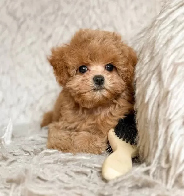 Kahve Tonlu Maltipoo Cinsi Yavrular