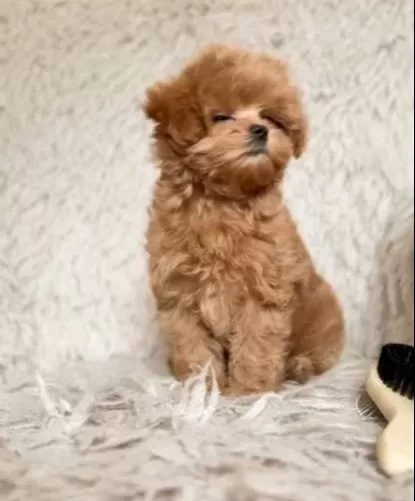 Kahve Tonlu Maltipoo Cinsi Yavrular