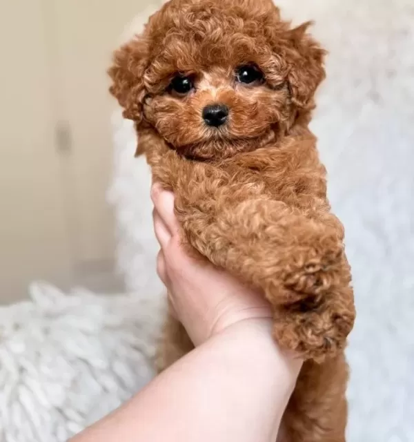 Kahve Tonlu Maltipoo Cinsi Yavrular
