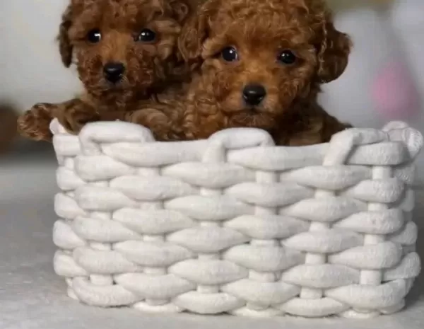 Kore Kan Ust Kalite Degerli Poodle Bebekler