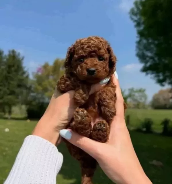 Teacup Kore Teddy Face Dark Brown Poodle Bebeklerimiz