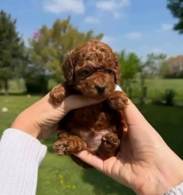 Teacup Kore Teddy Face Dark Brown Poodle Bebeklerimiz
