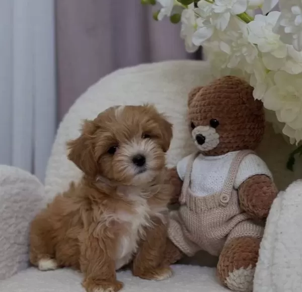 Cift Renk Maltipoo Yavrular