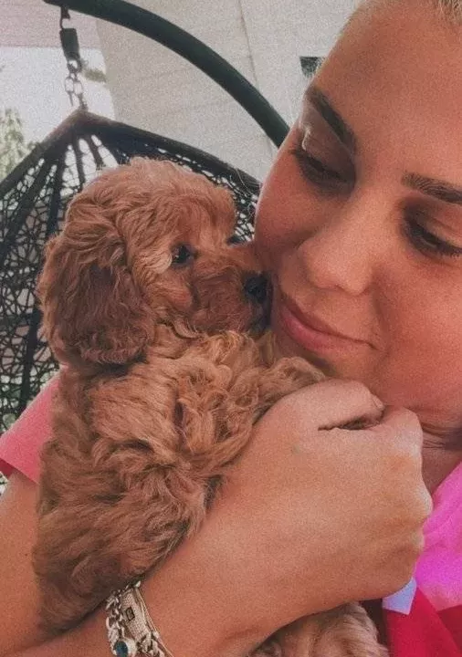 Evdogumu Toypoodle Bebisler
