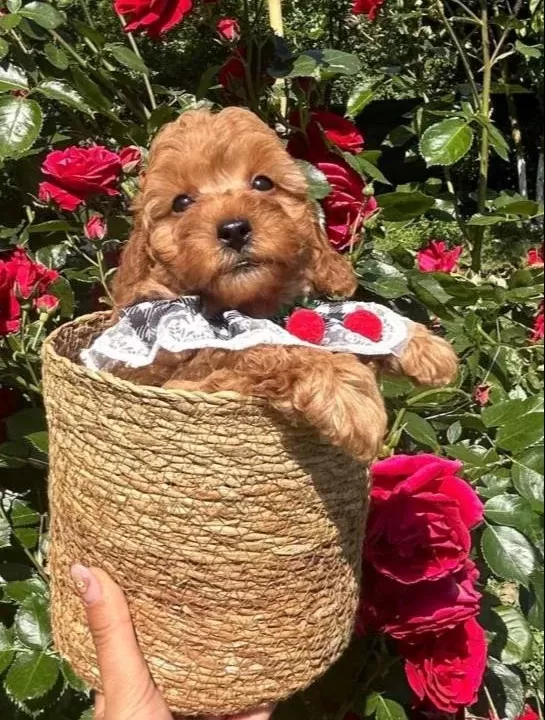 Evdogumu Toypoodle Bebisler