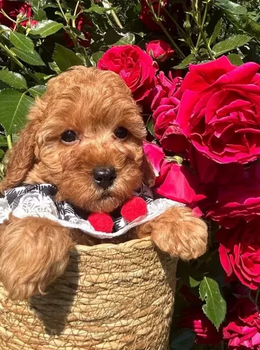 Evdogumu Toypoodle Bebisler