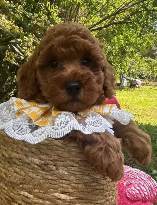 Evdogumu Toypoodle Bebisler