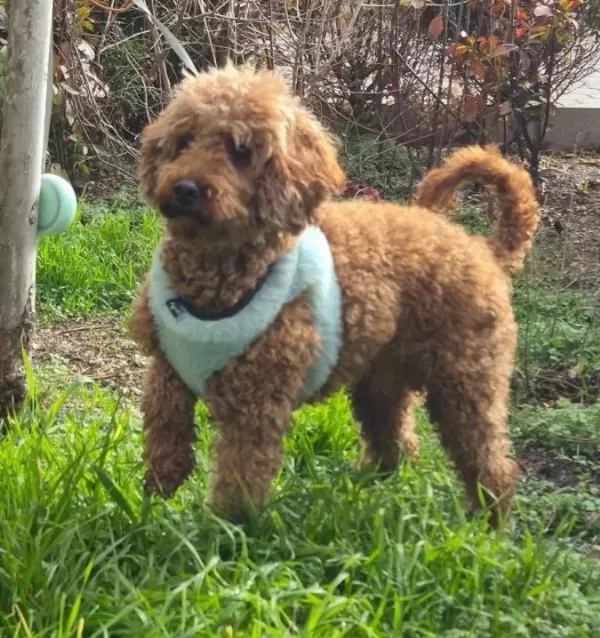 A Kalite Toy Poodle