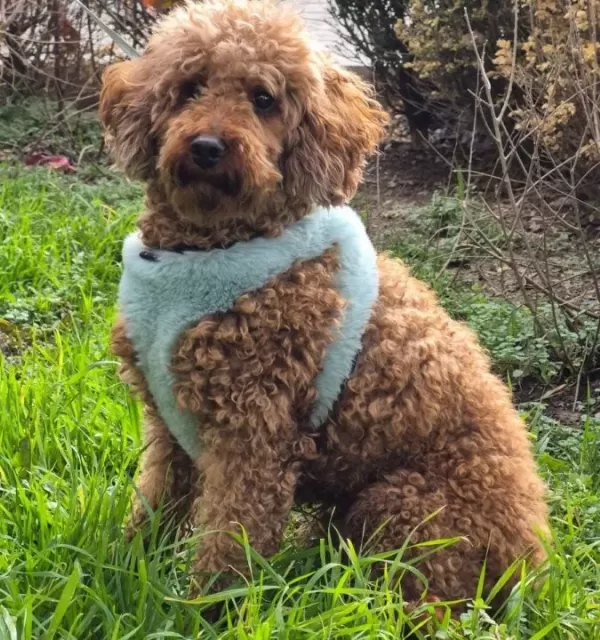 A Kalite Toy Poodle